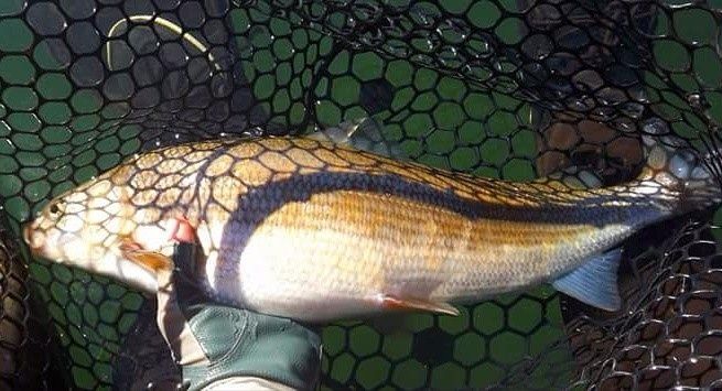 Gigantic Stillwater whitefish caught while fishing for browns