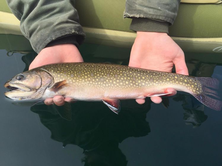 Early spring Oregon brook trout