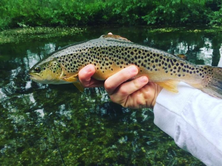 Do wild fish get any better looking than this. A typical West Beck Brownie on a skated sedge