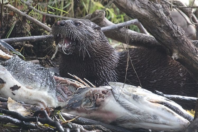 I was casting and heard something crunching behind me--an otter feasting on a salmon carcass