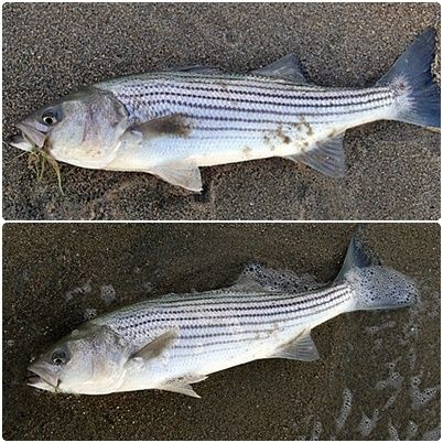 The fall stripe bass season is off to a slow start but there are fish in the surf.