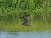 Foto de pesca con mosca