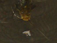 Foto de pesca con mosca