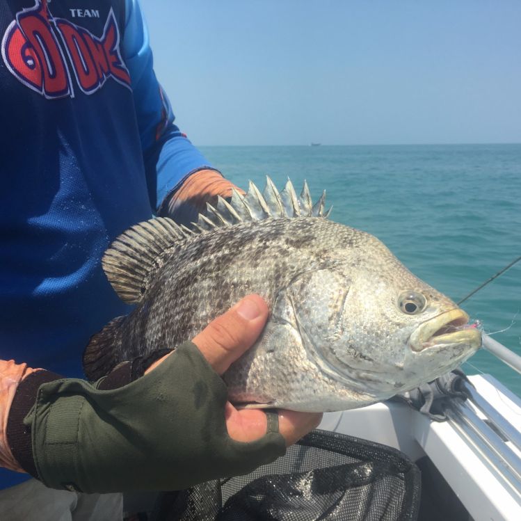 Lobotes surinamensis - Common name Tripletail - first of this species i have caught in Darwin NT