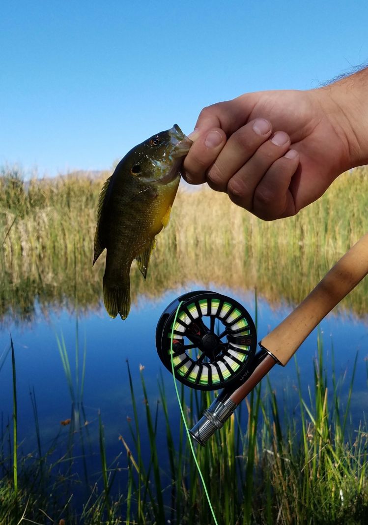 Bluegill on the new Redington 3wt.