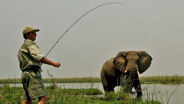Fly fishing on the Lower zambezi and Elephant