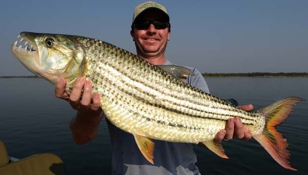 Trophy Tiger fish from the Lower Zambezi