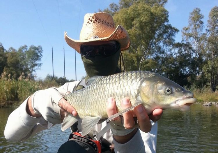 Small mouth Yellowfish from the Vaal