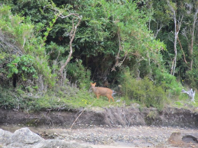Ciervo en Chiloé