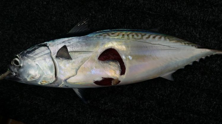 Bite marks in tuna