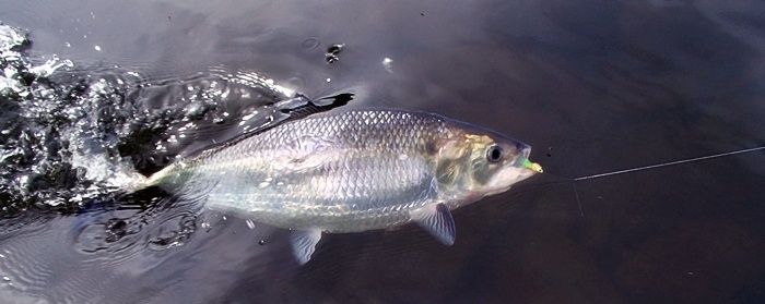 Spring shad just don't quit. The Delaware is running high and fast yet I found excellent fishing. Fished "Gentleman's Hours" no early wake up and alone on the river.