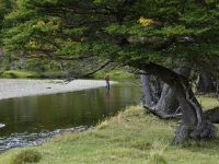 Fly fishing picture