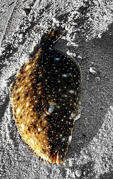 Summer flounder have teeth, hunt it's prey and are vicious plus they can mimic the bottom. 