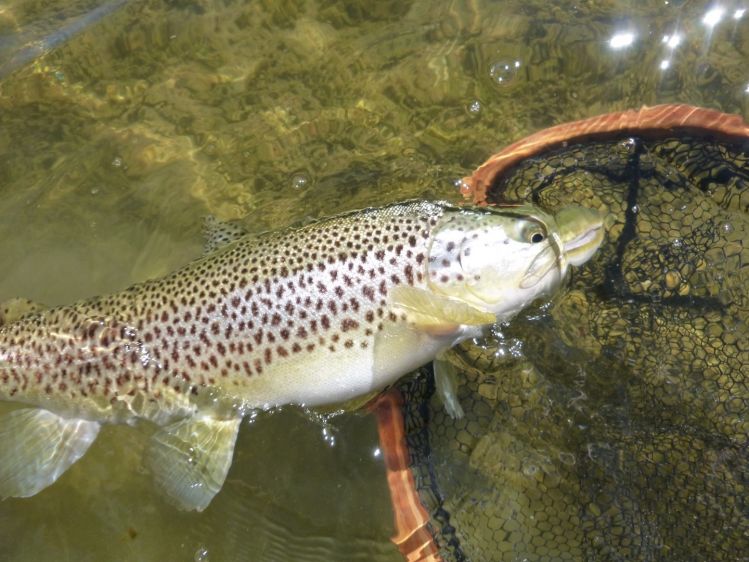 Check out the condition of this lake edge feeding trout!