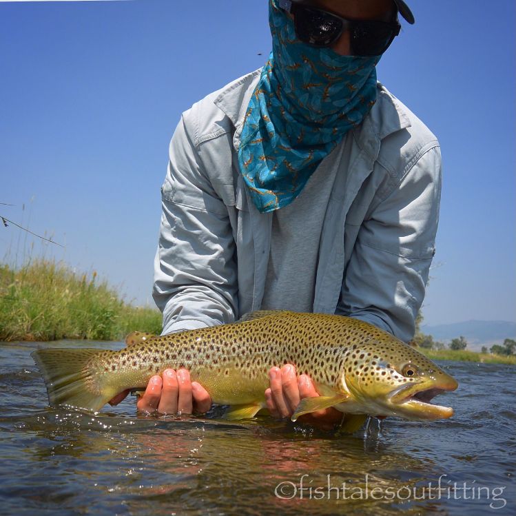 Another look at @henryludl0w 's slab of a hen, one of the heftiest of browns caught this season #browntrout. #butterball #flyfishing #montanaflyfishing #rlwinstonrods #heedthecall #heartheriver #madisonriver #fishtalesoutfitting #fishtalesoutfittingguides