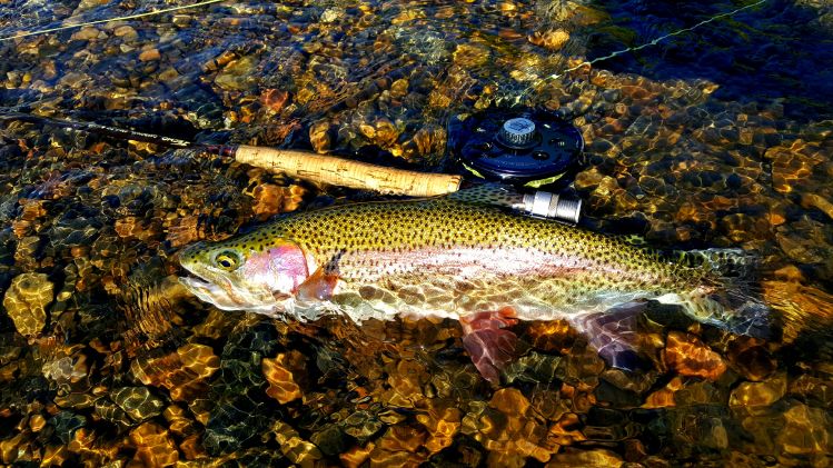 Provo river utah.  Brown trout, rainbow trout, mt whitefish.  Chris watson.  801 362 6638