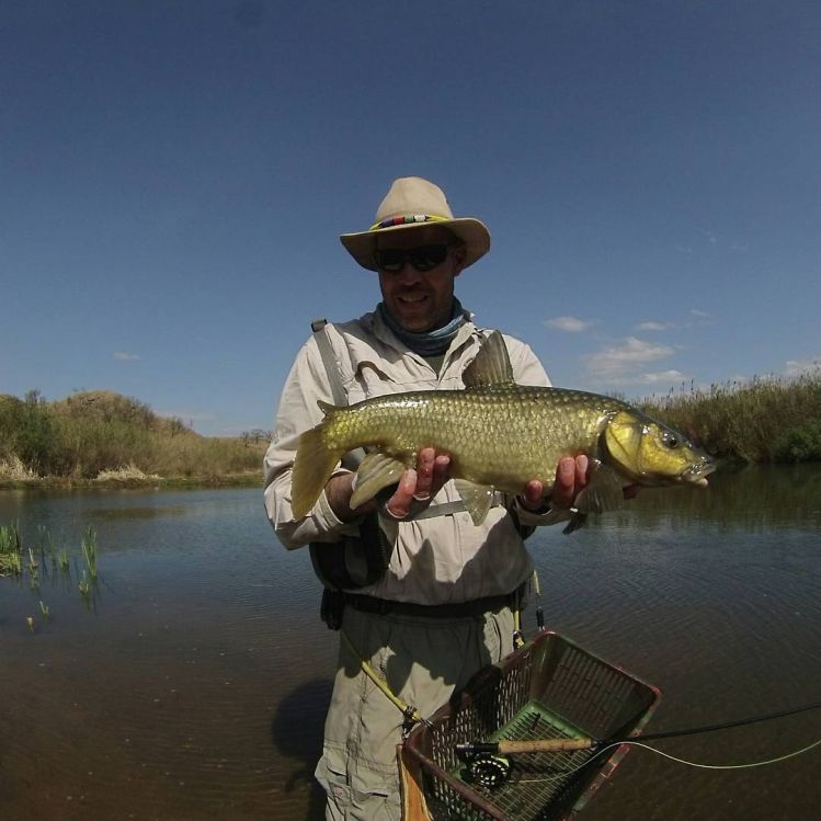 Nice fat Smallscale Yellowfish. It's seen some hard times in its life