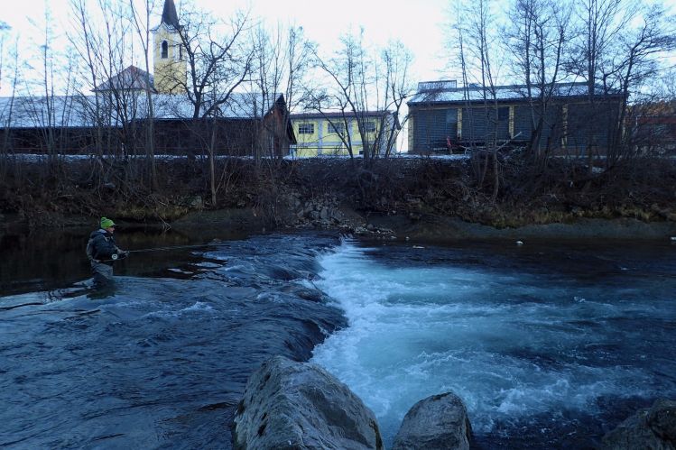 Meet the Huchen (Danube Salmon - Hucho Hucho) - Taimen