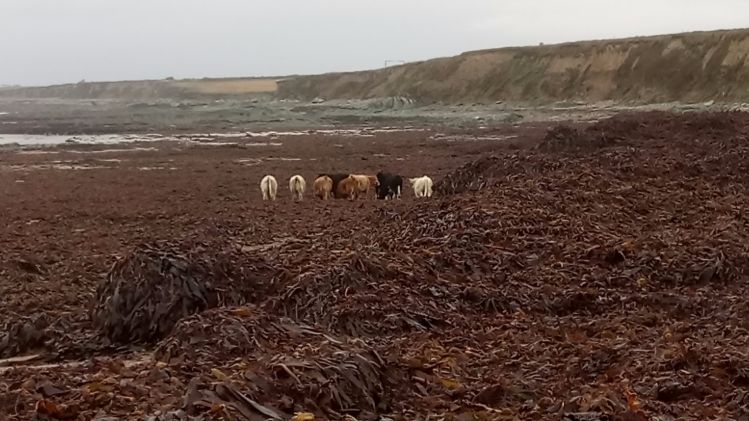 Cattle foraging kelp, post Ophelia.