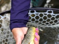 Wild Brown Trout