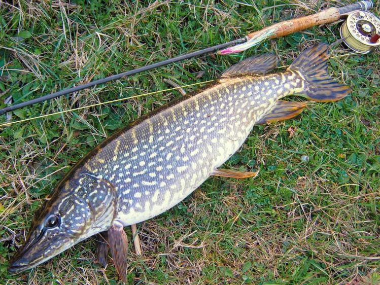 Pike On #5 Fly Rod Serbia