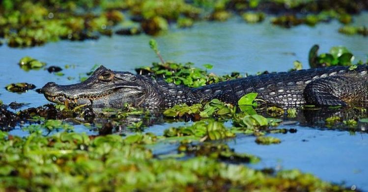 Alligator in the Brazilian Pantanal