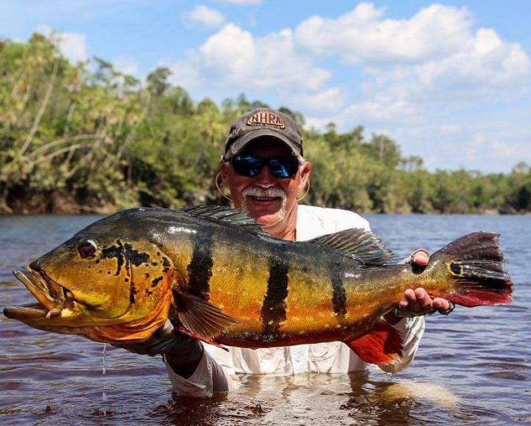Peacock Bass in Marié River
Brazilian Amazon