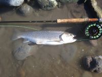 Bull trout caught fly fishing