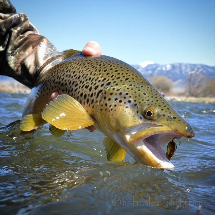Some fish are just burned into your memory! #browntrout #browntown #streamer #streamers #dropjawflies #winstonrods #fishtalesoutfitting #fishtalesoutfittingandguideservice