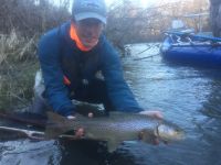 Brown trout chasing streamers 