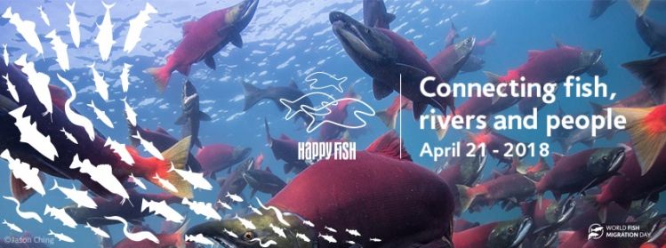 Help connect fish, rivers and people!
The World Fish Migration Day is a one day global-local event to create awareness on the importance of open rivers and migratory fish.