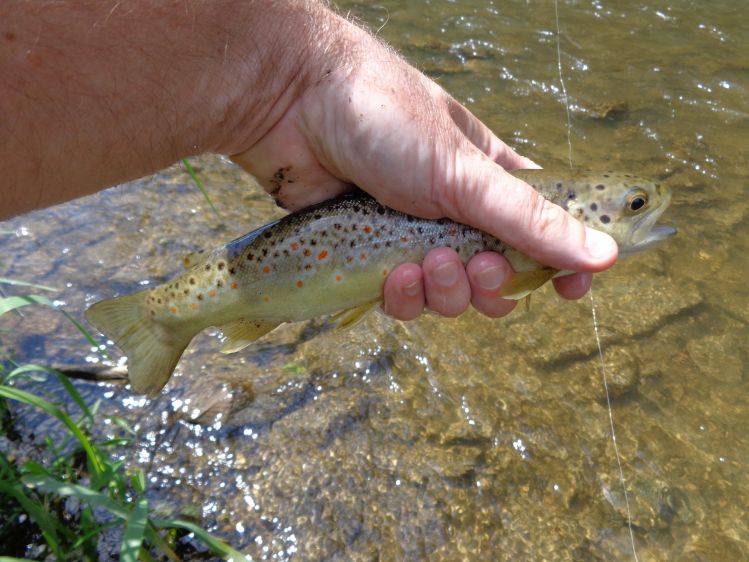 Brown trout