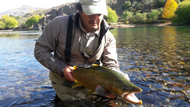 Brown trout - Limay