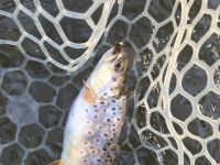 Pa Stream bred  BrownTrout