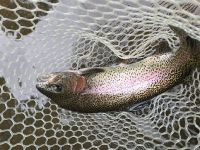 Pa Rainbow Trout