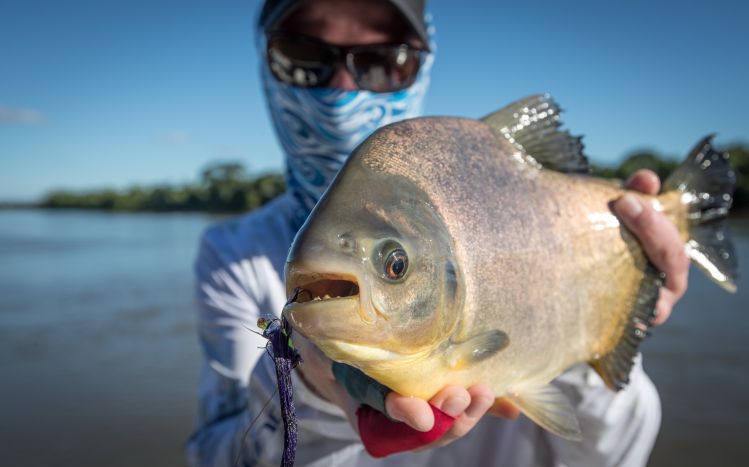 Pacu on fly