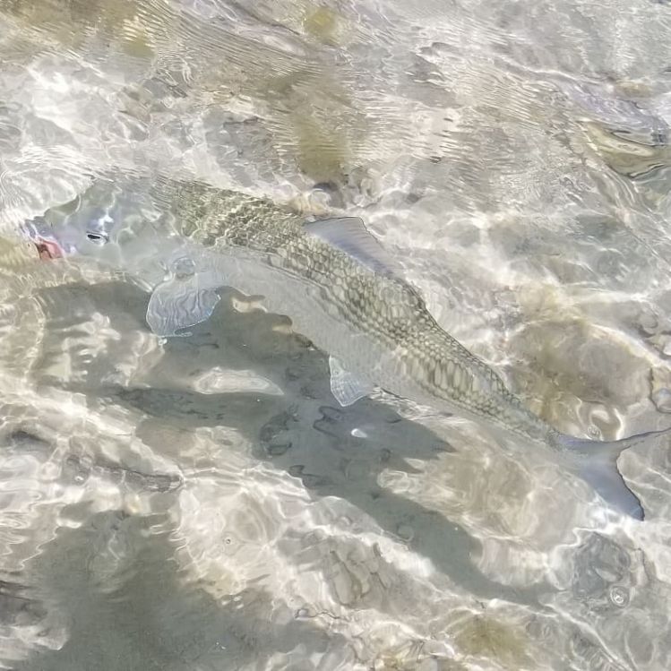 Found some bonefish today