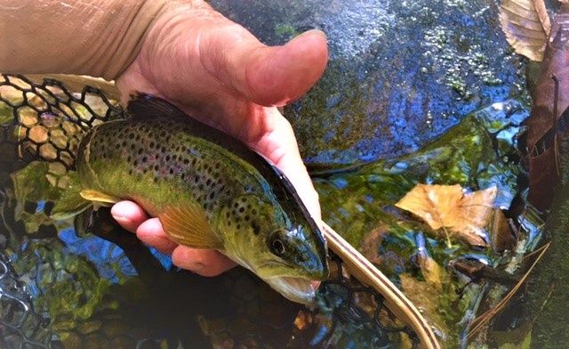 wild Brown trout caught on Hazel Creek NC.
