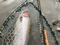 Lake Erie Steelhead