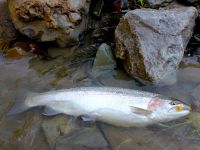 Foto de pesca con mosca