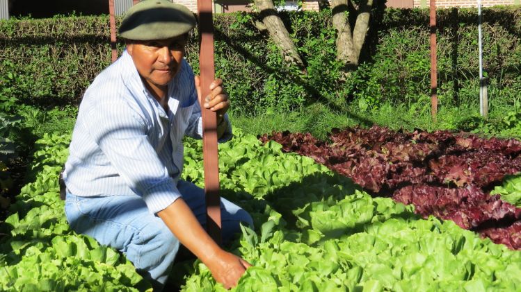 Vegetable garden keeper, don Segundo Collinao shows the beautiful variety of greens ready to go to the kitchen for a fresh daily salad