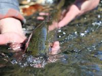 Foto de pesca con mosca