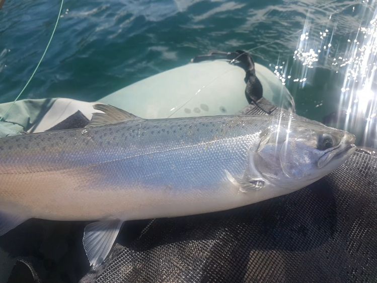 first raingbow Trout of the season in FUEGUINAS LAKES CIRCUIT tierra del fuego Argentina .... You will miss it !!