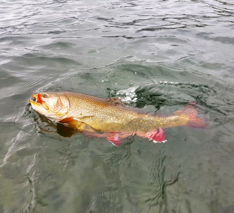 We started the season with beautiful and big brook Trout very colorful ..