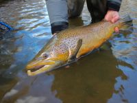 Foto de pesca con mosca