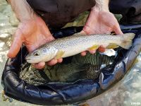 Fly fishing Slovenia @ Urko Fishing Adventures

More info: http://www.urkofishingadventures.com/