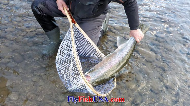 A 39 1/2' wild Sandy River winter steelhead caught with a Spey fly. Released unharmed!