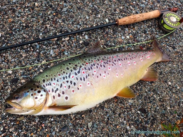 Brownie, Moravica river, Serbia