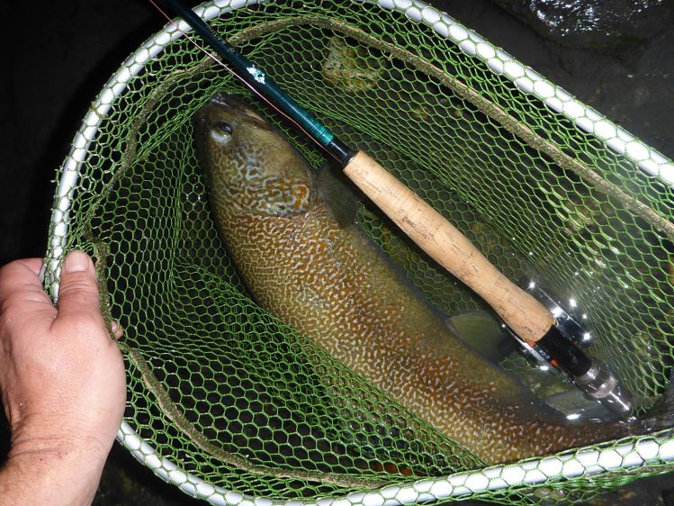 Gorgeous cross-breed of Marble and Brown Trout - Slovenia only!