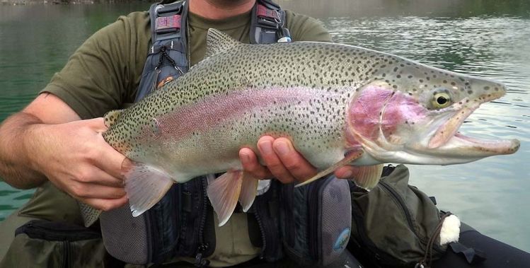 Wild male Rainbow Trout from the Sava Dolinka river - area of Bled town